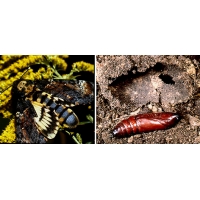 Deathshead Hawk atropos pupae Deathshead Hawk atropos pupae